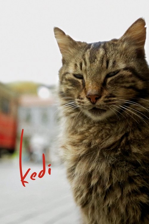 伊斯坦布尔的猫