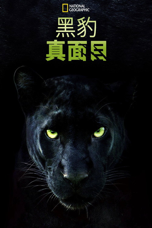 真黑豹无双
